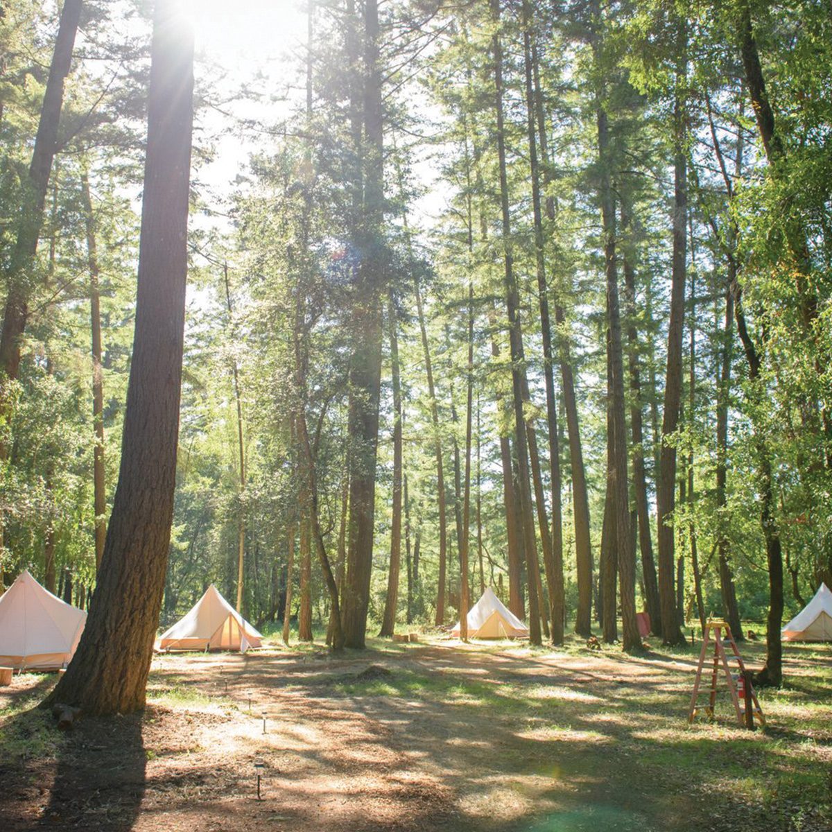 Glamping Tents